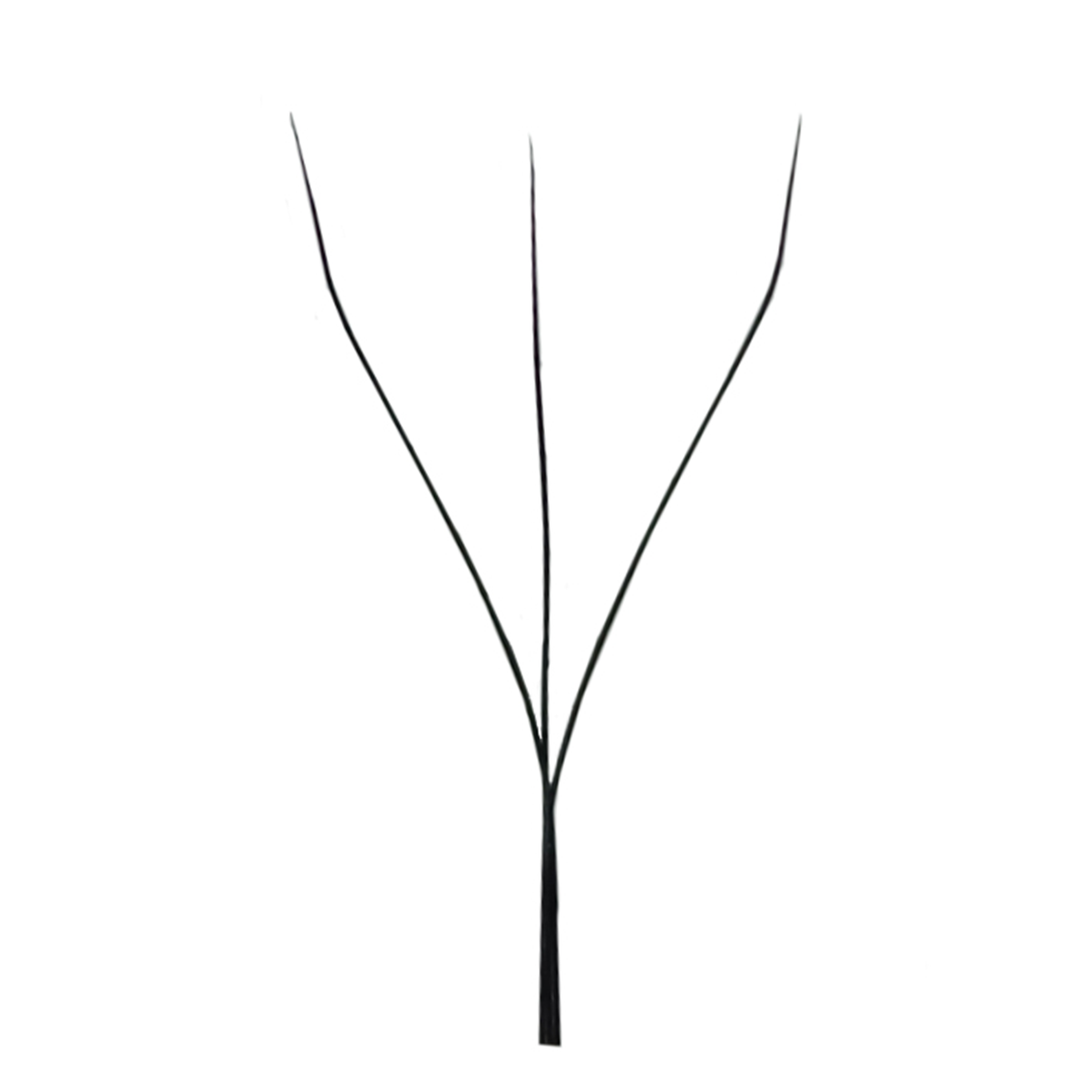 Old W 3D lash structure with wider angle creating a less natural effect